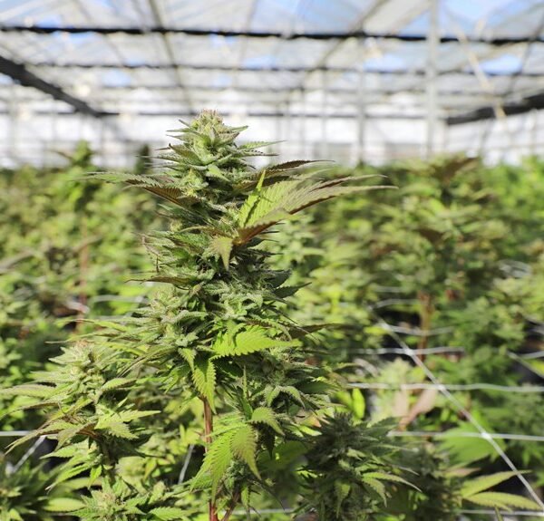 Hashleaf Cannasys 8445611827 Xandrix Hempbyte