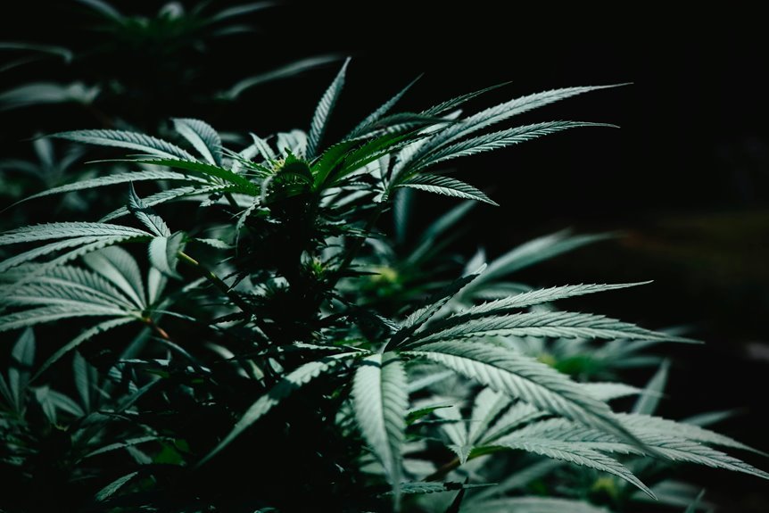 homemade weed killer solution