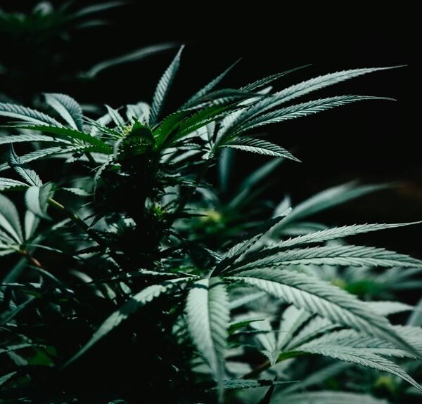 organic weed killer recipe