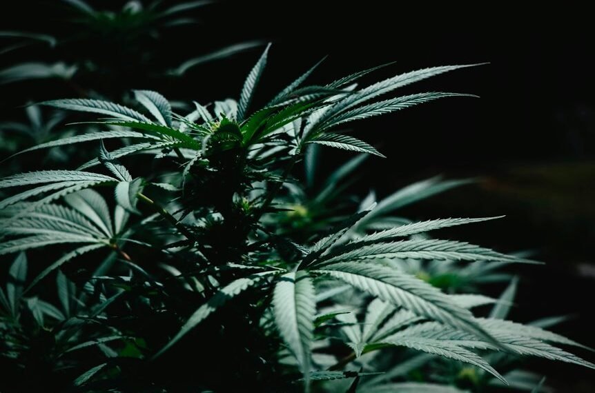 organic weed killer recipe