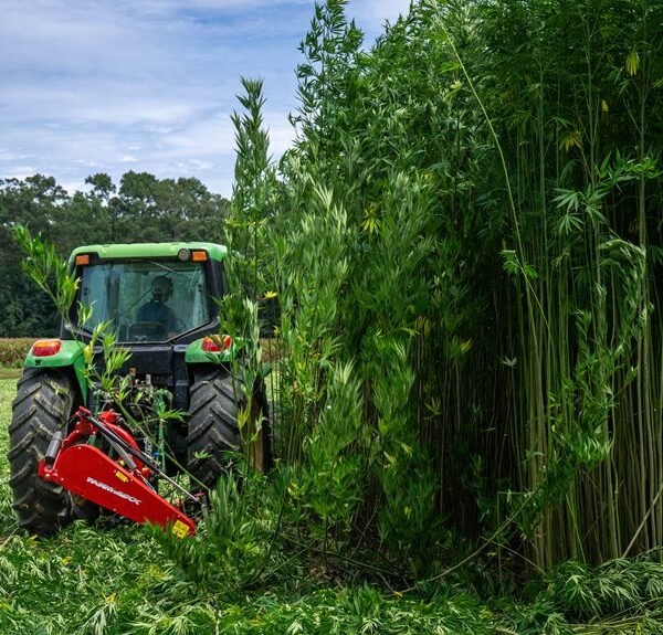 commercial hemp farming methods