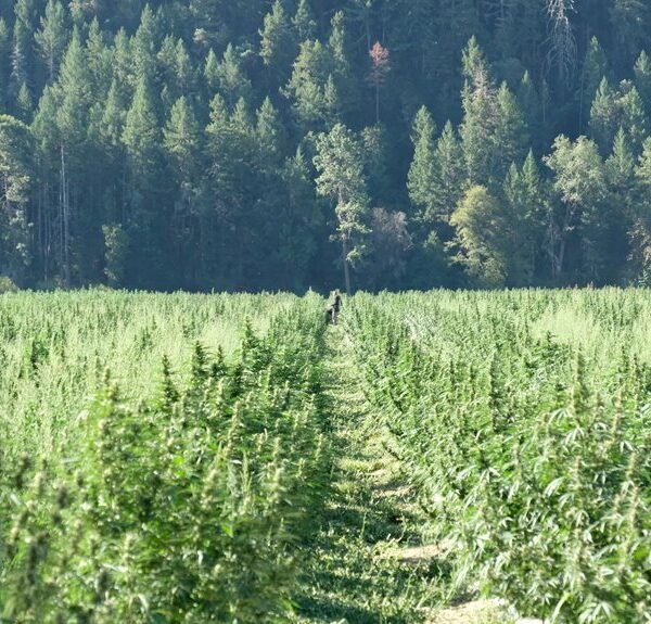 hemp s eco friendly farming benefits